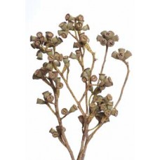 CONICAL GUM BRANCH NATURAL 8"-12"